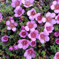 Saxifraga oppositifolia 'Splendens'